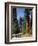 General Sherman Tree in the Background, Sequoia National Park, California-Greg Probst-Framed Photographic Print