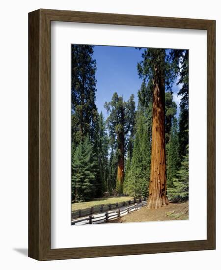 General Sherman Tree in the Background, Sequoia National Park, California-Greg Probst-Framed Photographic Print