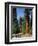 General Sherman Tree in the Background, Sequoia National Park, California-Greg Probst-Framed Photographic Print