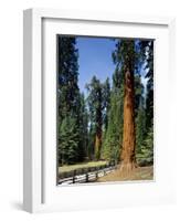 General Sherman Tree in the Background, Sequoia National Park, California-Greg Probst-Framed Photographic Print