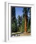 General Sherman Tree in the Background, Sequoia National Park, California-Greg Probst-Framed Photographic Print