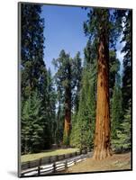 General Sherman Tree in the Background, Sequoia National Park, California-Greg Probst-Mounted Photographic Print