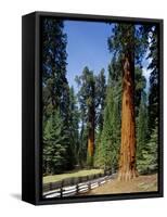 General Sherman Tree in the Background, Sequoia National Park, California-Greg Probst-Framed Stretched Canvas