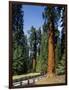General Sherman Tree in the Background, Sequoia National Park, California-Greg Probst-Framed Photographic Print