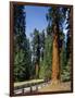 General Sherman Tree in the Background, Sequoia National Park, California-Greg Probst-Framed Photographic Print