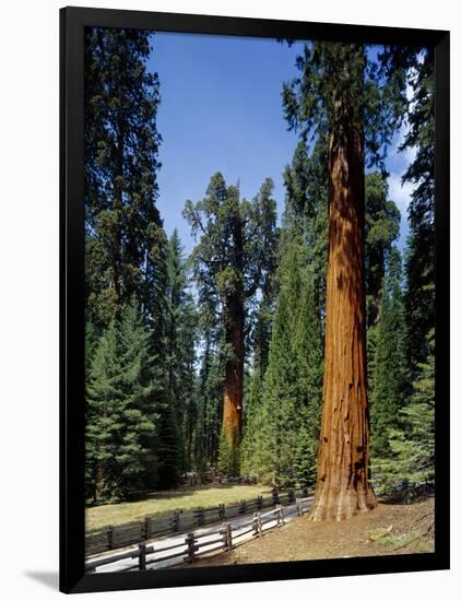 General Sherman Tree in the Background, Sequoia National Park, California-Greg Probst-Framed Photographic Print