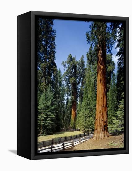 General Sherman Tree in the Background, Sequoia National Park, California-Greg Probst-Framed Stretched Canvas