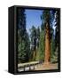 General Sherman Tree in the Background, Sequoia National Park, California-Greg Probst-Framed Stretched Canvas