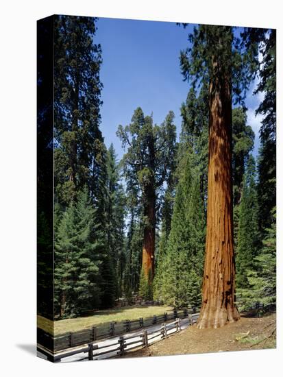 General Sherman Tree in the Background, Sequoia National Park, California-Greg Probst-Stretched Canvas