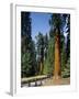 General Sherman Tree in the Background, Sequoia National Park, California-Greg Probst-Framed Photographic Print