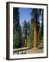 General Sherman Tree in the Background, Sequoia National Park, California-Greg Probst-Framed Photographic Print