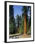 General Sherman Tree in the Background, Sequoia National Park, California-Greg Probst-Framed Photographic Print