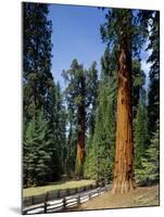 General Sherman Tree in the Background, Sequoia National Park, California-Greg Probst-Mounted Photographic Print