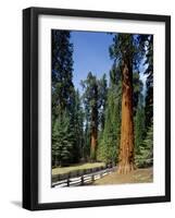 General Sherman Tree in the Background, Sequoia National Park, California-Greg Probst-Framed Photographic Print