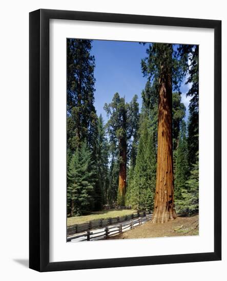 General Sherman Tree in the Background, Sequoia National Park, California-Greg Probst-Framed Photographic Print