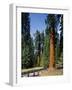 General Sherman Tree in the Background, Sequoia National Park, California-Greg Probst-Framed Photographic Print