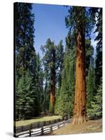 General Sherman Tree in the Background, Sequoia National Park, California-Greg Probst-Stretched Canvas