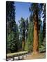 General Sherman Tree in the Background, Sequoia National Park, California-Greg Probst-Stretched Canvas