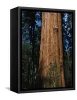 General Sherman Tree-Bob Rowan-Framed Stretched Canvas