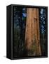 General Sherman Tree-Bob Rowan-Framed Stretched Canvas