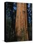 General Sherman Tree-Bob Rowan-Stretched Canvas