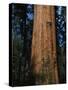 General Sherman Tree-Bob Rowan-Stretched Canvas