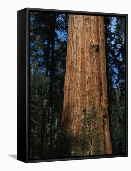 General Sherman Tree-Bob Rowan-Framed Stretched Canvas