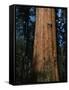 General Sherman Tree-Bob Rowan-Framed Stretched Canvas