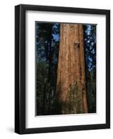 General Sherman Tree-Bob Rowan-Framed Photographic Print