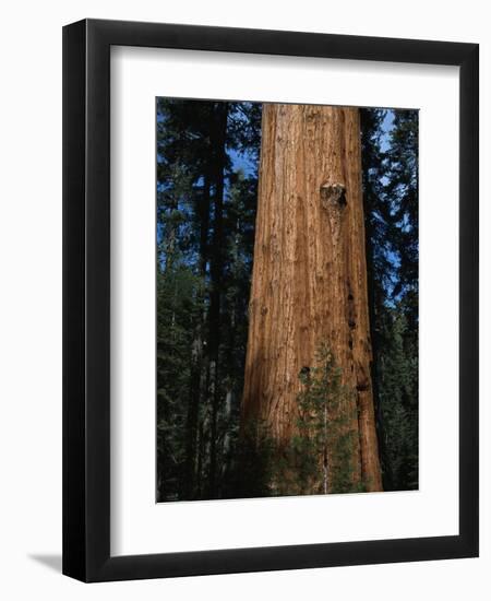 General Sherman Tree-Bob Rowan-Framed Photographic Print