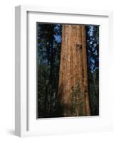 General Sherman Tree-Bob Rowan-Framed Photographic Print