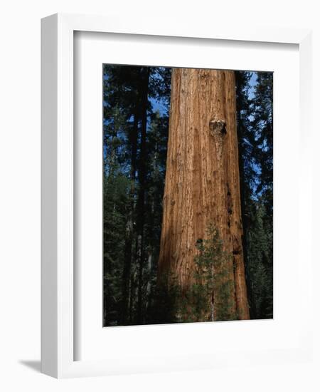 General Sherman Tree-Bob Rowan-Framed Photographic Print