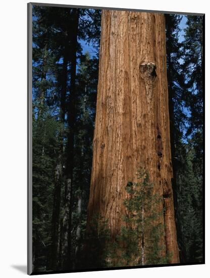 General Sherman Tree-Bob Rowan-Mounted Photographic Print