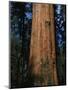 General Sherman Tree-Bob Rowan-Mounted Photographic Print