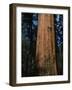 General Sherman Tree-Bob Rowan-Framed Photographic Print