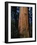 General Sherman Tree-Bob Rowan-Framed Photographic Print