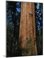 General Sherman Tree-Bob Rowan-Mounted Photographic Print