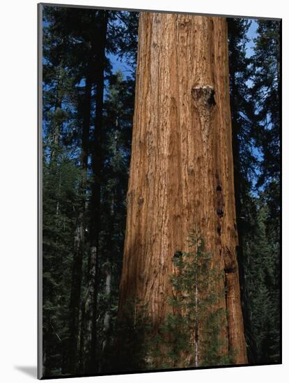 General Sherman Tree-Bob Rowan-Mounted Photographic Print