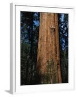 General Sherman Tree-Bob Rowan-Framed Photographic Print