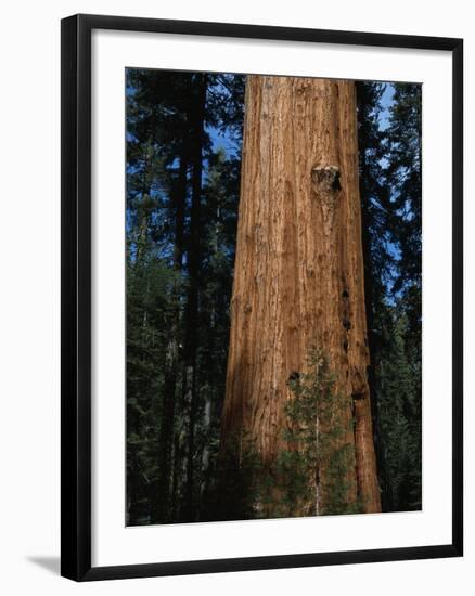 General Sherman Tree-Bob Rowan-Framed Photographic Print