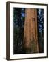 General Sherman Tree-Bob Rowan-Framed Photographic Print