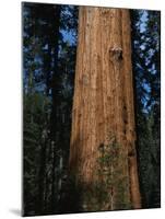 General Sherman Tree-Bob Rowan-Mounted Photographic Print