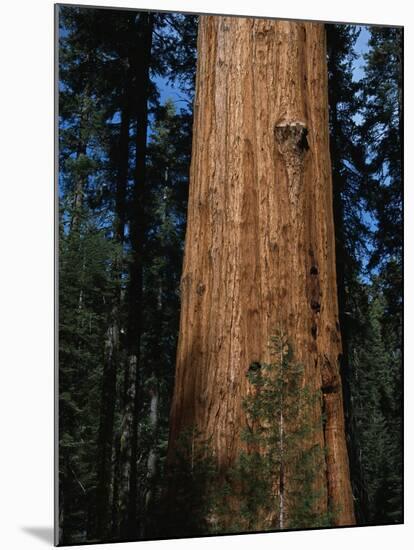 General Sherman Tree-Bob Rowan-Mounted Photographic Print