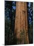 General Sherman Tree-Bob Rowan-Mounted Photographic Print