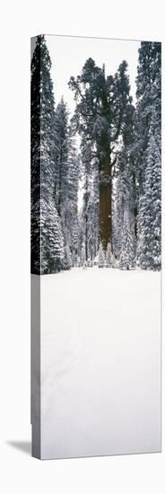 General Sherman Trees in a Snow Covered Landscape, Sequoia National Park, California, USA-null-Stretched Canvas