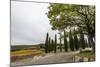 General view of the vineyard and cypress alleys at Ciacci Piccolomini D'Aragona-Sergey Orlov-Mounted Photographic Print