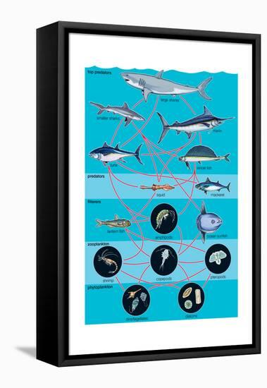 Generalized Aquatic Food Web. Marine Ecosystem, Biosphere, Earth Sciences-Encyclopaedia Britannica-Framed Stretched Canvas