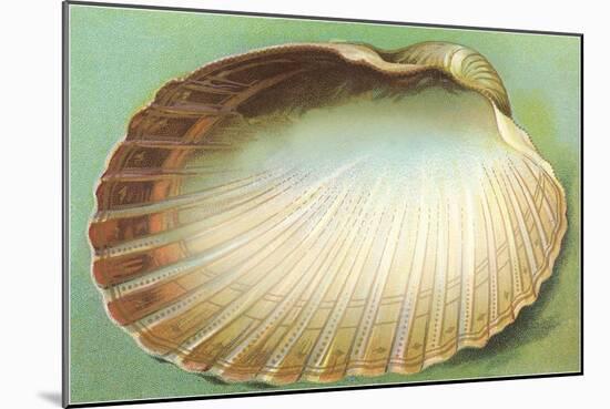 Generic Clam Shell-null-Mounted Art Print