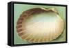 Generic Clam Shell-null-Framed Stretched Canvas