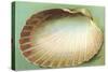 Generic Clam Shell-null-Stretched Canvas